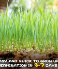 4 Pack Cat Grass Seeds Kit For Indoor Cats Easy Grow Cat Grass Kit With Fast Germination Natural Hairball Control
