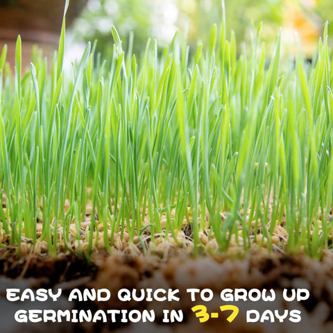 4 Pack Cat Grass Seeds Kit For Indoor Cats Easy Grow Cat Grass Kit With Fast Germination Natural Hairball Control