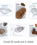 Totally Real Fossil Collection Kit With 12 Fossils, Including Shark Teeth And Dinosaur Bone, Coprolite, Trilobite, Ammonite ID cards