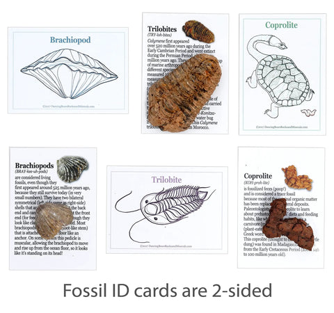 Totally Real Fossil Collection Kit With 12 Fossils, Including Shark Teeth And Dinosaur Bone, Coprolite, Trilobite, Ammonite ID cards