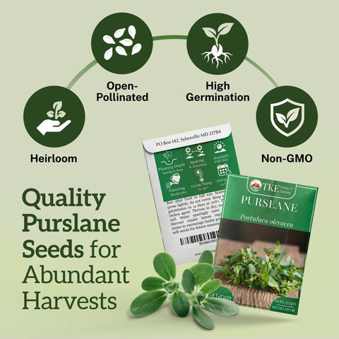 Purslane Seeds Pack 2000 Plus Non GMO Heirloom High Germination Easy To Grow Edible And Medicinal Low Maintenance Ground Cover For Indoor Or Outdoor Gardens Heat Tolerant Drought Resistant