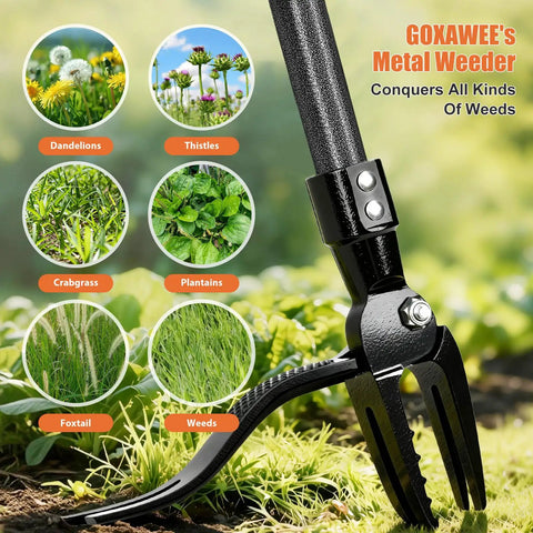 Stand Up Weed Puller Tool With 45 Inch Steel Handle And Four Claw Head For Upright Weeding No Bending Or Kneeling All Steel Construction Garden Maintenance, shown on various weeds.