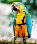 Colorful parrot wearing XL Parrot Harness And Leash Set For Outdoor Flight Training, Adjustable Anti Bite Design.