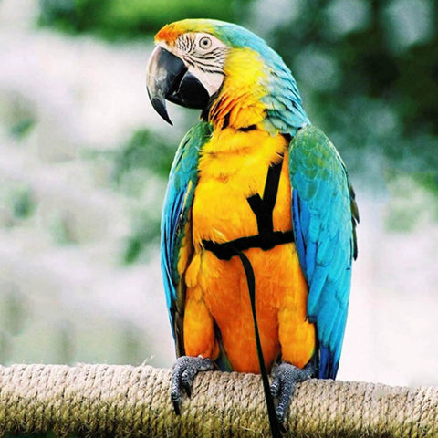Colorful parrot wearing XL Parrot Harness And Leash Set For Outdoor Flight Training, Adjustable Anti Bite Design.