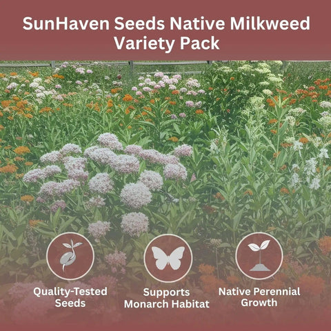 Image of SunHaven Seeds Native Milkweed Variety Pack garden with blooming milkweed species supporting monarch habitat.