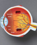 Soft Foam Eye Model For Kids, 3D Human Eye Anatomy Kit cross-section showing labeled parts like retina and lens.