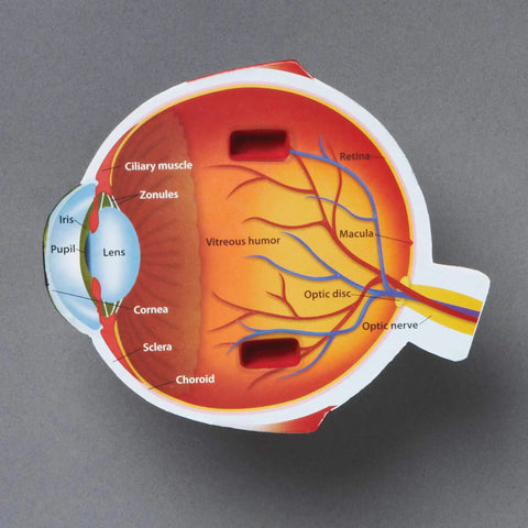 Soft Foam Eye Model For Kids, 3D Human Eye Anatomy Kit cross-section showing labeled parts like retina and lens.