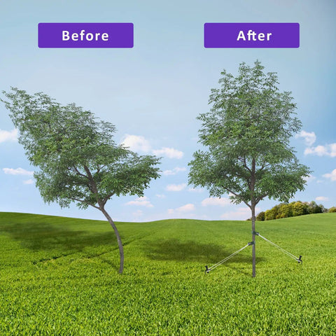 Comparison of young tree supported with All In One Steel Tree Stake Kit For Young Trees, Heavy Duty Tree Supports system installed.