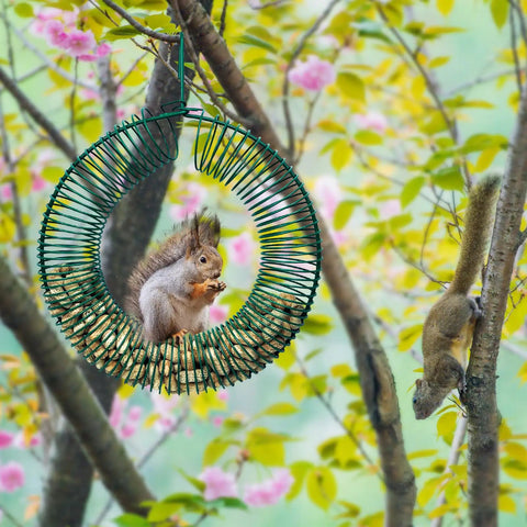 Two Pack Peanut Bird Feeder Set Round Metal Hanging Wreath Style Feeder With Built In Hook holding squirrel in tree
