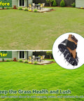 Lawn Aerator Shoes With 26 Spikes For Deep Soil Aeration next to before and after lawn images showing improved grass health
