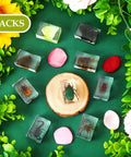 Nine Insect Resin Specimen Set With 9 Unique Bugs arranged in a circle, surrounded by flowers, on a green background