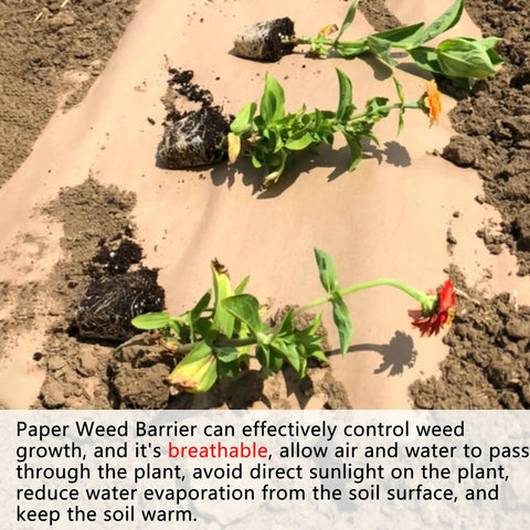 Heavy Duty Biodegradable Paper Weed Barrier 4 X 100 Ft Landscape Fabric Rolls installed in garden bed with seedlings