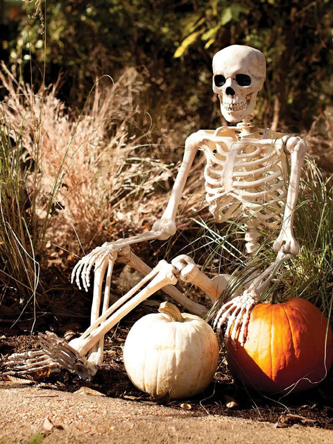 5 Ft Pose-N-Stay Life Size Skeleton With Realistic Movable Joints And Locking Knees, Durable All Weather Plastic beside pumpkins