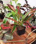 Six Pack Live Indoor Houseplants In Two Inch Pots With A Rotating Variety Of Pothos, Peperomia, Spider Plant, Croton, Ficus