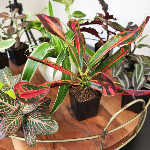 Six Pack Live Indoor Houseplants In Two Inch Pots With A Rotating Variety Of Pothos, Peperomia, Spider Plant, Croton, Ficus
