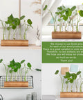 Propagation Station Terrarium With Wooden Stand And Five Glass Test Tubes Vases for home and office decor, plant cuttings displayed.