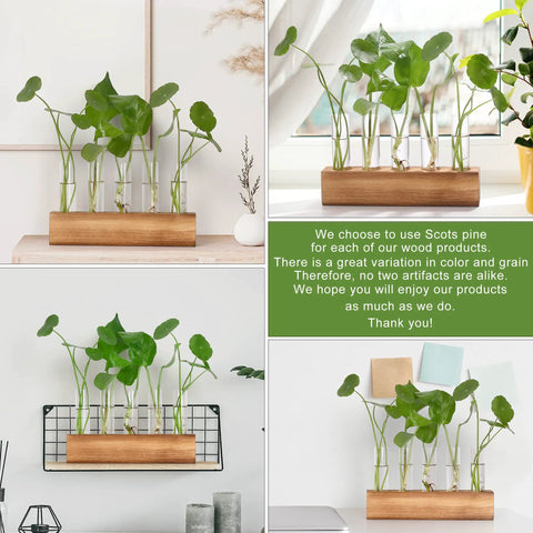 Propagation Station Terrarium With Wooden Stand And Five Glass Test Tubes Vases for home and office decor, plant cuttings displayed.