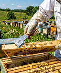 Beekeeper using All-In-One Beekeeping Steel Hive Tool With Wooden Handle, 7 Functions Including Scraper, in an apiary