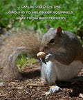 Squirrel enjoying Top Shelf Whole In Shell Peanuts 5 Pound Haul for outdoor wild bird feeders, ground snacks.