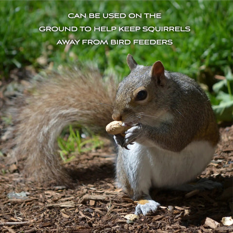 Squirrel enjoying Top Shelf Whole In Shell Peanuts 5 Pound Haul for outdoor wild bird feeders, ground snacks.