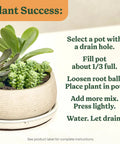 Top Shelf Indoor Potting Mix For Cactus And Succulents Featuring Sweet Roots Development with a succulent arrangement in a pot.