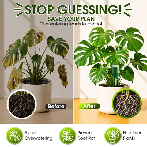 4 In 1 Wireless Soil Tester For Indoor And Outdoor Plants With Real Time Moisture, Temperature, Sunlight Readout And Large Screen, Easy Garden Water Meter For Lawn, Farm, And Houseplants. Before and after potted monstera showing soil meter use.