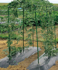 25 Pack 58 Inch Steel Garden Stakes With Plastic Coating For Climbing Plants And Tomatoes supporting a trellis setup