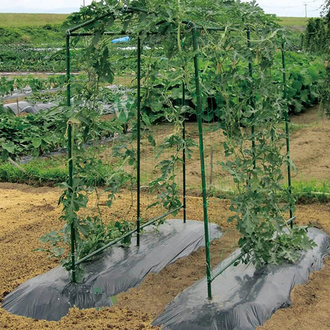 25 Pack 58 Inch Steel Garden Stakes With Plastic Coating For Climbing Plants And Tomatoes supporting a trellis setup