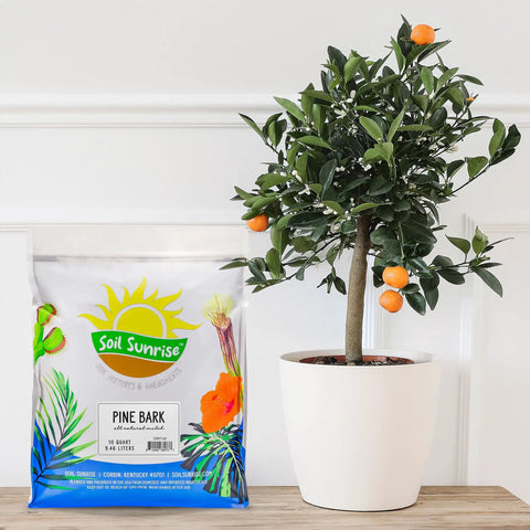 Bag of All Natural Pine Bark Mulch Nuggets For Indoor And Outdoor Pots And Planters Terrariums 30 Quarts Small Chips next to potted plant
