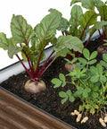 Close-up of waist height raised garden bed 36 inches tall for easy back friendly gardening open bottom outdoor galvanized metal planter box 8 by 4 by 3 feet for vegetables and flowers brown with planted beetroot and peanuts.