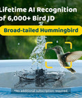 Broad-tailed hummingbird identified by solar powered bird bath camera with dual lens for wild bird watching and fountain fun