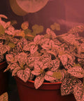 Red spectrum light on indoor plants with All In One Indoor Grow Light Kit In A Greenhouse In A Box For Indoor Plants setup