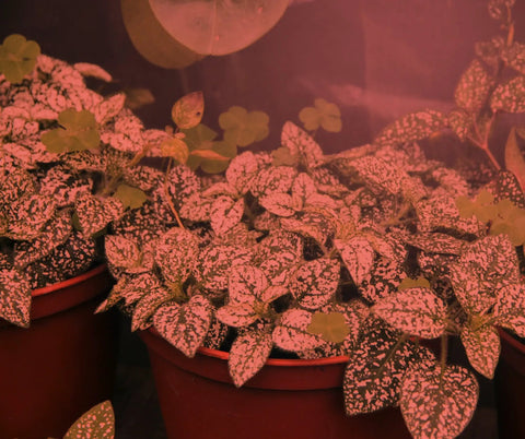Red spectrum light on indoor plants with All In One Indoor Grow Light Kit In A Greenhouse In A Box For Indoor Plants setup
