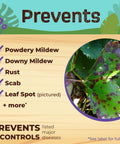 Ready To Use Neem Oil For Plants, 128 Oz, Multi Purpose Fungicide Insecticide And Miticide For Organic Gardening, diagram showing prevention of powdery mildew, rust, and leaf spot on plant leaves.