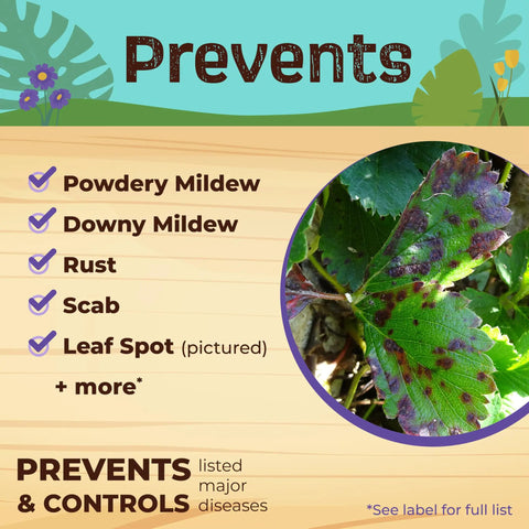 Ready To Use Neem Oil For Plants, 128 Oz, Multi Purpose Fungicide Insecticide And Miticide For Organic Gardening, diagram showing prevention of powdery mildew, rust, and leaf spot on plant leaves.