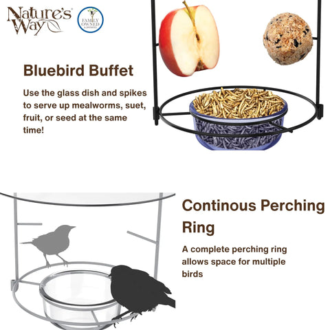 Bluebird Buffet Metal Bird Feeder With Protective Baffle for Outdoor Decor glass dish holds three quarters cup capacity