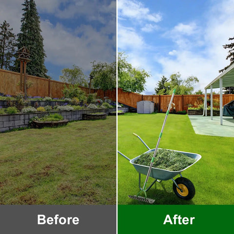 Lawn comparison before and after using Powerful Thatch Rake For Lawns With 13 Inch Wide Head And 21 Carbon Steel Tines Dual Sided Dethatching Tool And Scarifier For Dead Grass And Moss Removal Opens The Lawn Surface For Air Water And Nutrients 65 Inch Long Metal Handle