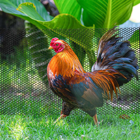 Rooster in garden with Roll Mesh Fence Netting For Outdoors 16.4 Ft Long By 15.7 In Wide Black Plastic Barrier Cuttable Pet Fence visible
