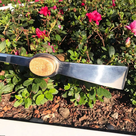 Hand Mattock Pick Axe Seventeen Point Seven Inch Garden Tool with stainless tines and beech wood handle resting on soil in garden