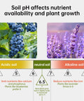 Soil pH affecting nutrient availability shown with blueberries in acidic soil and lavender in alkaline soil, pH range 3.5 to 9