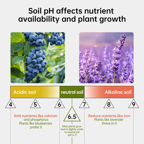 Soil pH affecting nutrient availability shown with blueberries in acidic soil and lavender in alkaline soil, pH range 3.5 to 9