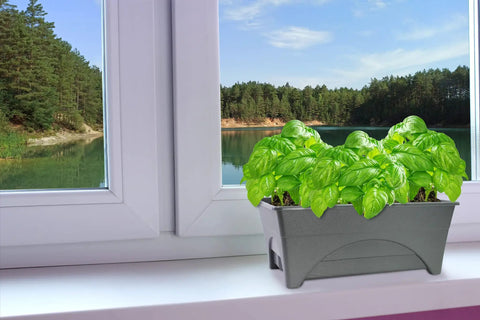 Start Pickin Raised Bed Grow Box With Self Watering And Enhanced Aeration Mobile Starter Box For Small Herb Gardens 10 Inch Bed 12x20 Growing Area Slate Color on windowsill with green herbs