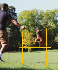 Dog leaps over obstacle in 2.6 Ft Dog Agility Obstacle Course Backyard Set With Wave Poles And Adjustable Hurdles Pack Of 3 Yellow