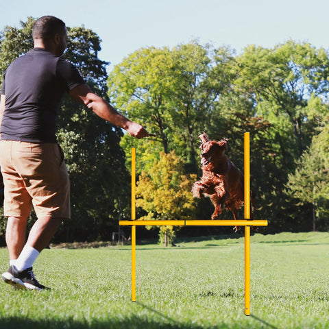 Dog leaps over obstacle in 2.6 Ft Dog Agility Obstacle Course Backyard Set With Wave Poles And Adjustable Hurdles Pack Of 3 Yellow
