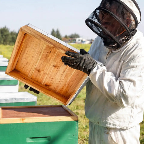 Beekeeper inspecting top cover of Beekeeping Beehive 3-Piece Parts Kit With Top Cover, Inner Cover, And Bottom Board, 10-Frame Solid Wood Beeswax Finish