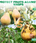 2 Pack 16 Oz Bee And Wasp Spray With Natural Peppermint Oil For Outdoor Use Kills Yellow Jackets Hornets Carpenter Bees Safe For Your Yard And Garden Insect Repellent Easy To Use, image showing pears protected versus infested by wasps.