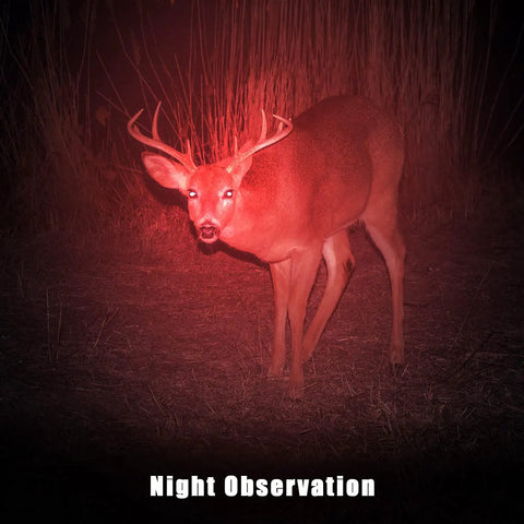 Red Light Flashlight With Red Lens Filter, Single Mode LED Torch For Night Observing Astronomy Aviation Beach Safety, AA Battery Powered, Pack Of 10, Great For Late Night Hikes And Stargazing illuminating a deer at night.