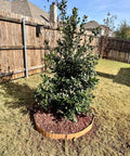 Tree in yard bordered by Cor-Ten Garden Edging Border Set, 6 Pack 5.5 Inch Tall by 40 Inch Long Panels, Pre-Rusted No-Dig Hammer-In