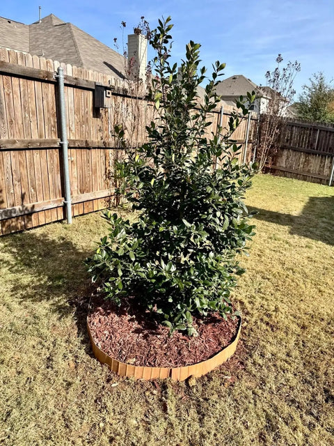 Tree in yard bordered by Cor-Ten Garden Edging Border Set, 6 Pack 5.5 Inch Tall by 40 Inch Long Panels, Pre-Rusted No-Dig Hammer-In