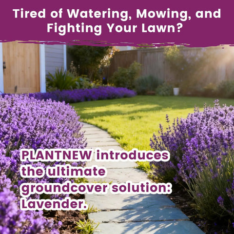 No Fuss Lavender Seeds For Indoor And Outdoor Gardens 7000 Plus Heirloom Seeds With High Germination Fragrant English Lavender For Culinary Crafts Easy To Grow Seed Pack 0.7 Oz